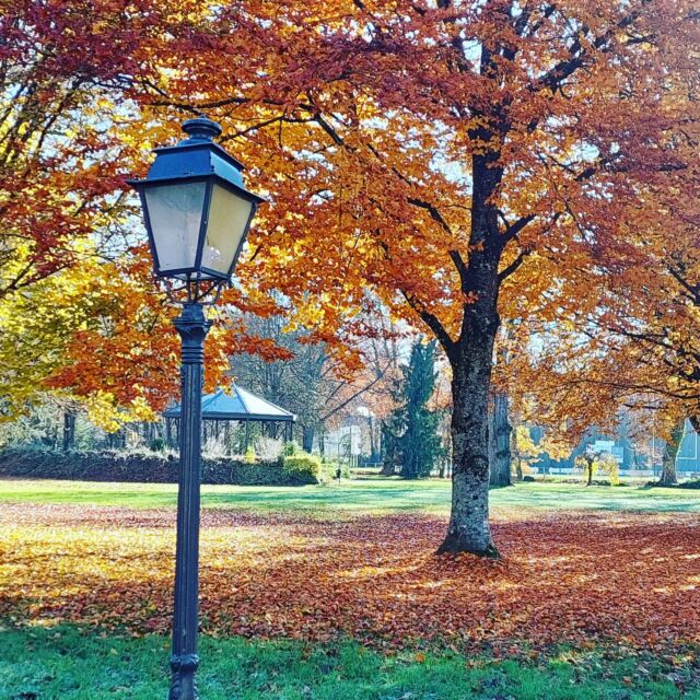 Couleurs d'automne avant les décorations de Noël ! #landscapephotography #paysagesd'automne #arbres🌳