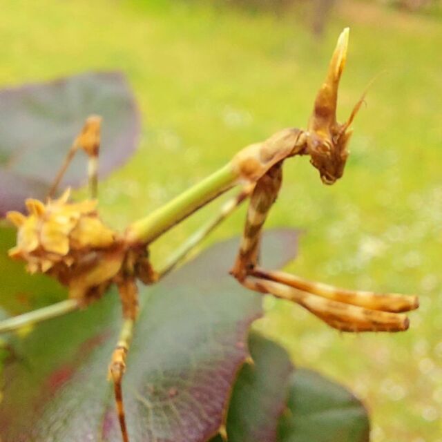 Non non! Ce n'est pas la star d'un nouveau film de science fiction mais une mante "empuse pennée" merci à Sa Majesté la graine pour la précision ! #insecte #nature #mante