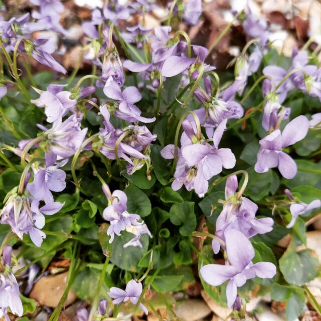 Le Rialto s'est mis aux couleurs du printemps jusque dans ses assiettes ! 
#printemps #springtime #nature #fleurs #petitsplats #tarn #albi