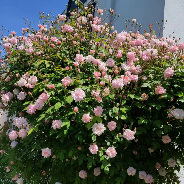 Le rosier du jardin a parfumé l'accueil de l'hôtel ! Que du plaisir ! #flowers #rosier #jardin #hotel #albi